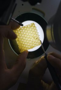 A World Without Bees?