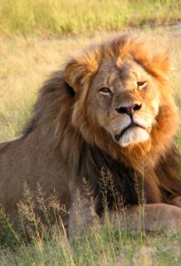 Cecil
