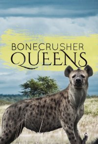 Clash of the Hyenas