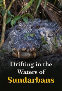 Drifting in the Waters of Sundarbans