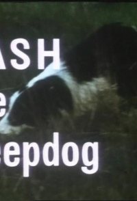 Flash the Sheepdog