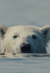 Nuisance Bear