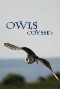 Owl's Odyssey