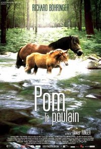 Pom, le poulain