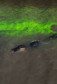 River of Grass