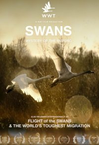 Swans: Mystery of the Missing