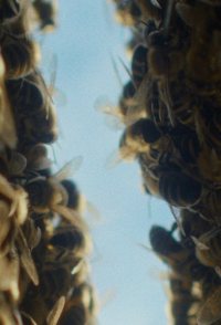 The Quiet Beekeeper
