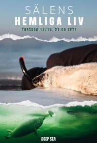 The Secret Life of Seals