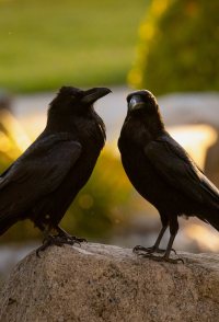 What Ravens Do